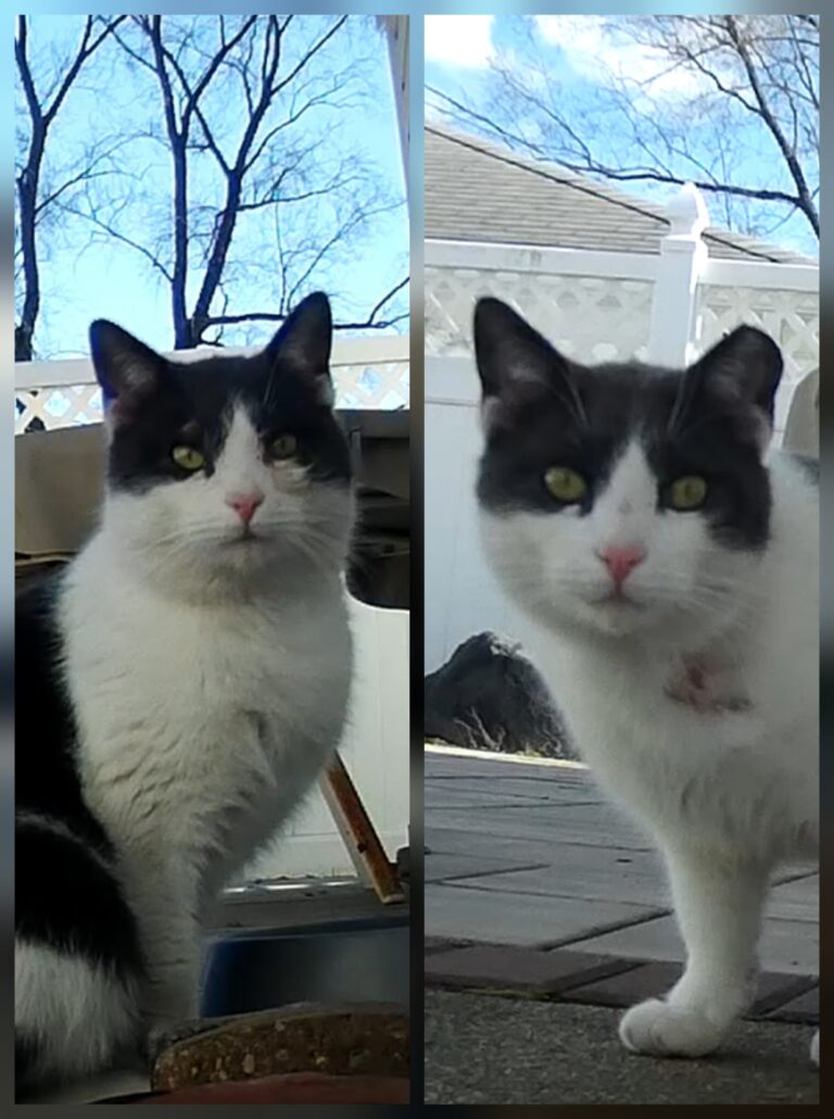 Before and after picture of tuxedo cat with intact ear and ear with left tip cut off