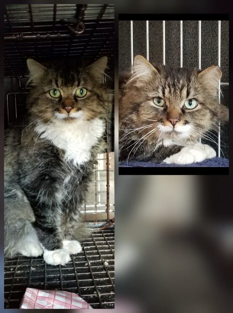 Before and after picture of tabby cat with intact ear and ear with left tip cut off