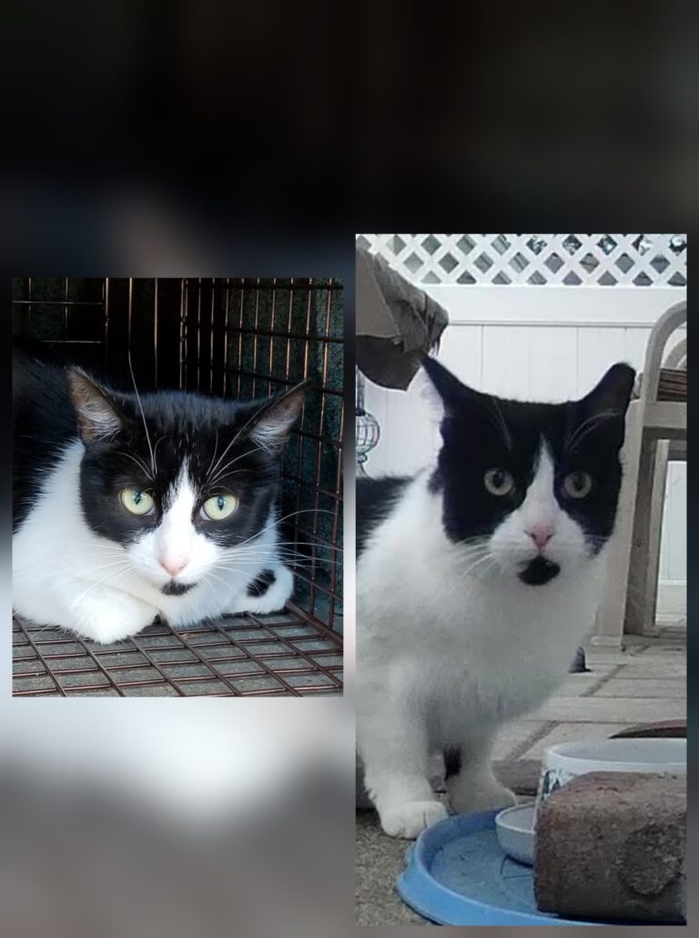 Before and after picture of tuxedo cat with intact ear and ear with left tip cut off