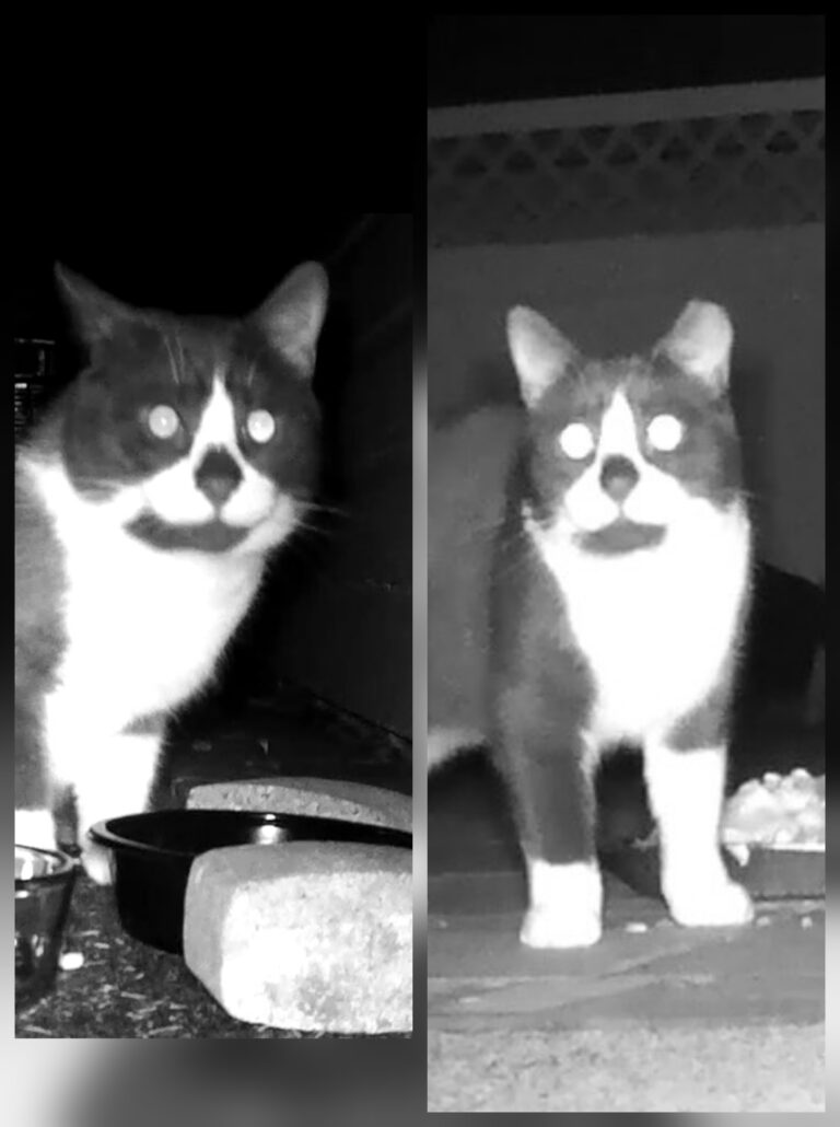Before and after picture of tuxedo cat with intact ear and ear with left tip cut off