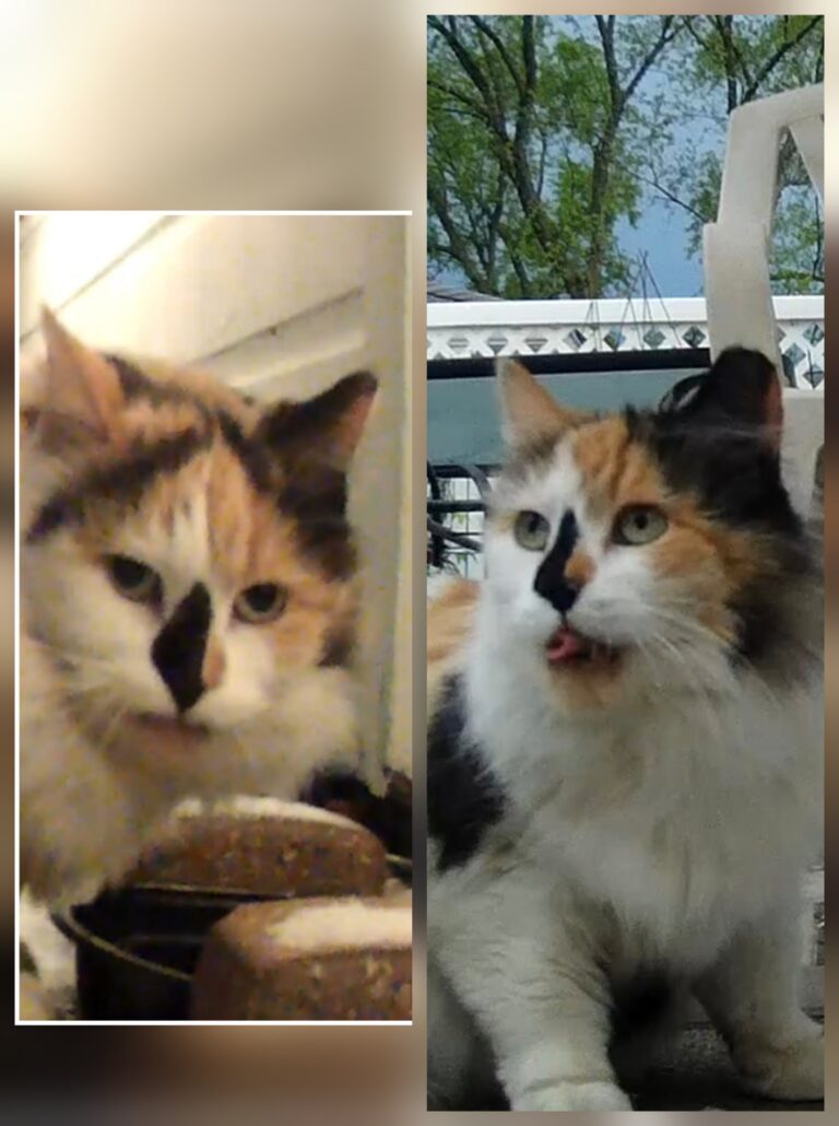 Before and after picture of calico cat with intact ear and ear with left tip cut off