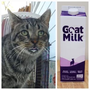 Collage - Pic 1 Tabby cat with milk mustache and milk beard Pic 2 carton of goat milk