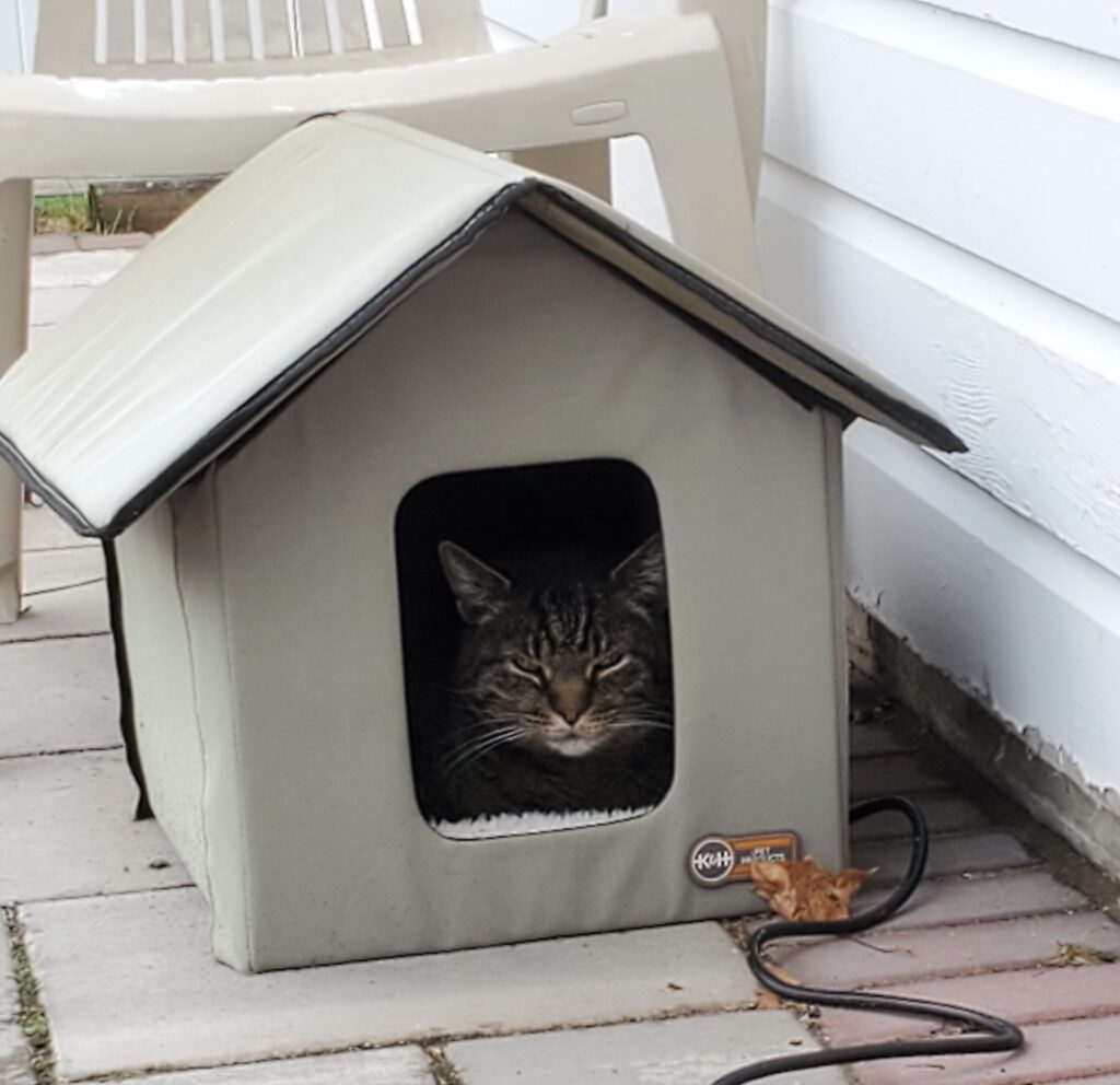 Tabby cat in small canvas cat shelter house shaped