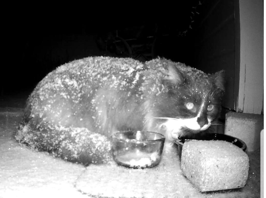 Long hair black and white cat cowering in cold with flakes of snow on back