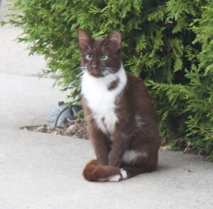 Brown tuxedo cat sitting in front of shrub with tail wrapped around front legs
