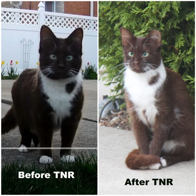 Before and After photos of brown and white tuxedo cat. Before ear tip & after ear tip.