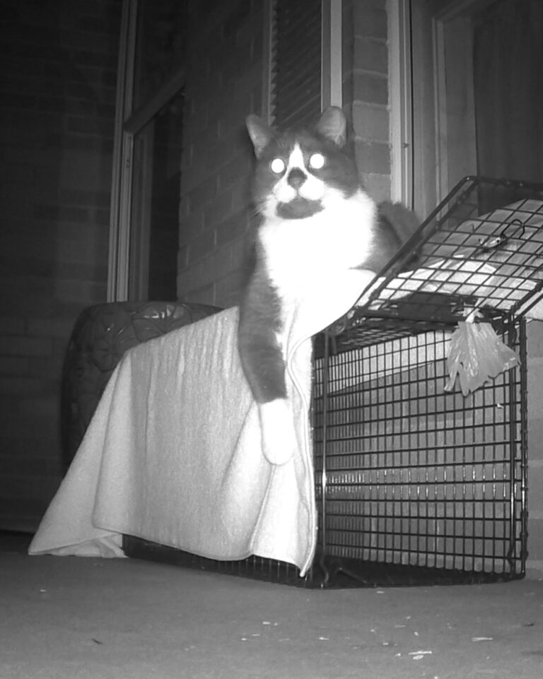 Black and white tuxedo cat lying on top of a trap.